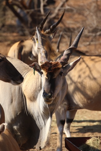 Eland bul 4.JPG